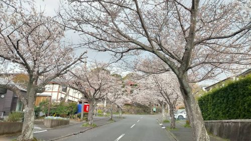 伊豆高原　過去の桜満開の様子