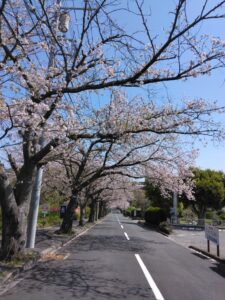 伊豆高原の桜が今年も満開です。