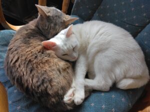 我が家の愛ネコ アナとユキ姉妹です