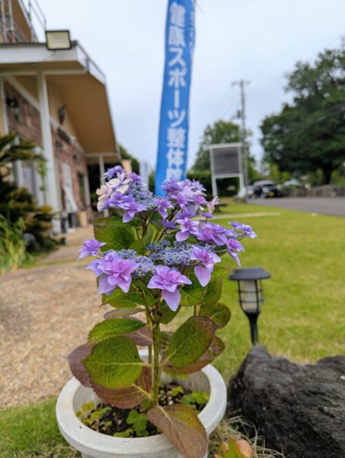 当院のアジサイ 健康スポーツ整体院の
